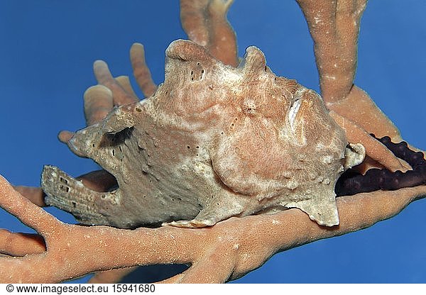 Giant frogfish (Antennarius commerson) on sponge  camouflaged  Red Sea  Jordan  Asia