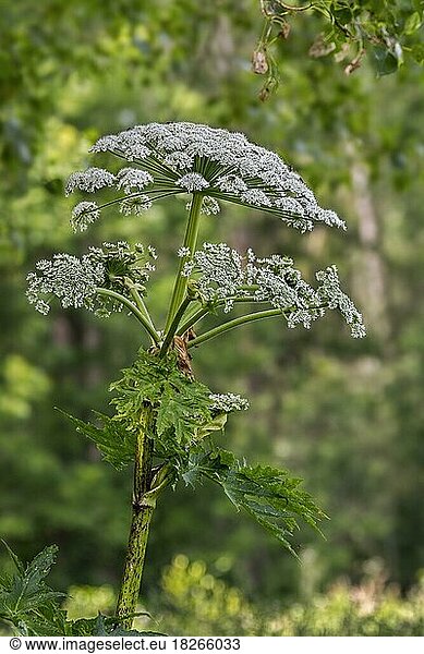 Giant hogweed  cartwheel-flower  giant cow parsley  giant cow parsnip (Heracleum mantegazzianum)  hogsbane in flower at forest's edge