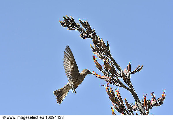 Giant hummingbird (Patagona gigas) foraging in flight  Viña del Mar  V Valparaiso Region  Chile
