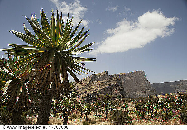 Giant Lobelia (Lobelia Giberroa)  Chennak  Simien Mountains National Park; Asmara Region  Ethiopia