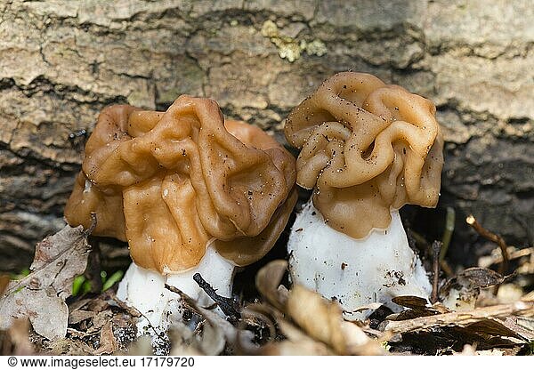 Giant Lorchel (Gyromitra gigas)  Mushroom  Lorchel  Mecklenburg-Vorpommern  Germany  Europe