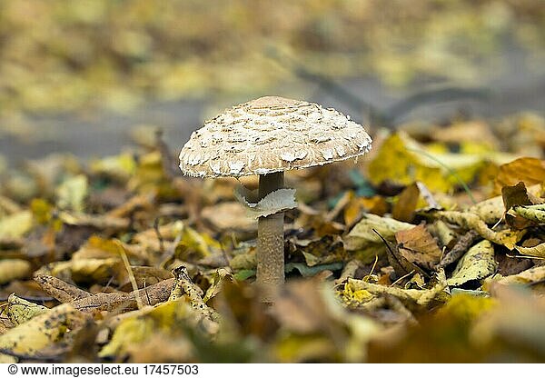 Giant parasol mushroom (Macrolepiota procera) in autumn leaves  Berlin  Germany  Europe