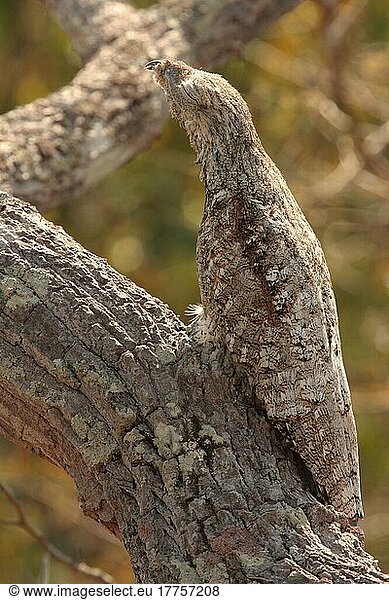 Giant Potoo  Giant Potoo  Animals  Birds  Great Potoo (Nyctibius grandis grandis) adult  roosting during daytime  camouflaged on Pantanal Wildlife Centre  Mato Grosso  Brazil  South America