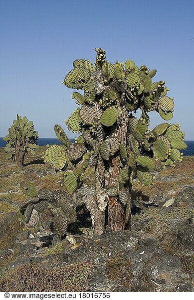 Giant prickly pear cactus  note the land iguana  South Plaza Island  Galapagos