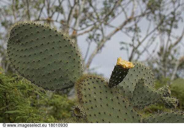 Giant Prickly Pear Cactus on Santa Cruz  Galapagos
