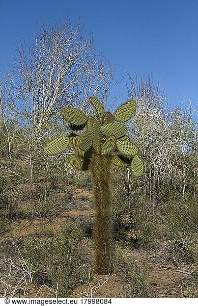 Giant Prickly Pear Cactus on Santa Cruz Island at Dragon Mountain  Galapagos