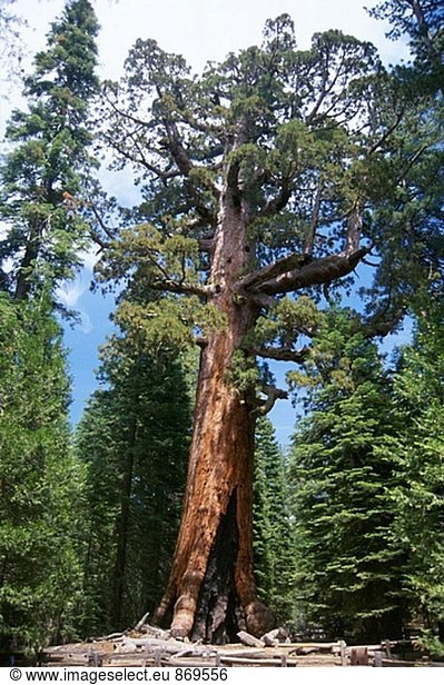 Giant Redwood (Riesenmammutbaum Giganteum). Yosemite-Nationalpark. Kalifornien. USA