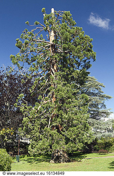 Giant redwood ((Sequoiadendron giganteum) having lost its top  Jardin Lecoq  Clermont-Ferrand  Puy-de-Dôme  France