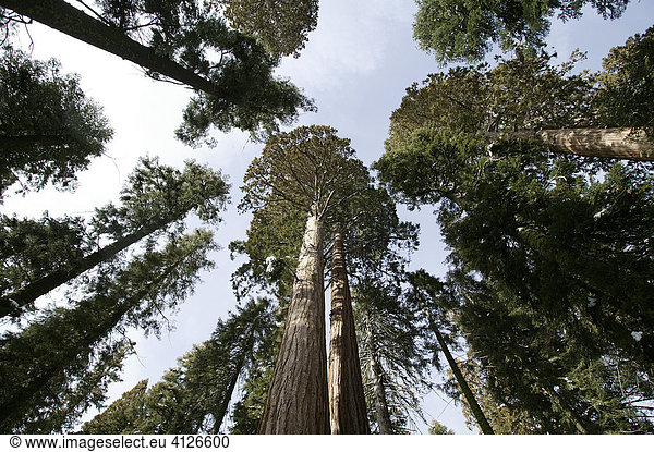 Giant Sequoias (Sequoiadendron giganteum) in wintertime  Sequoia National Park  California  USA  North America
