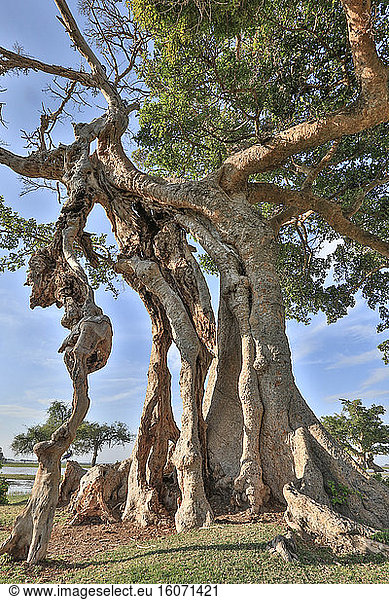 Giant sycamore fig or sycamore (Ficus sycomorus) multicentennial  giant  Rift Valley  Ethiopia