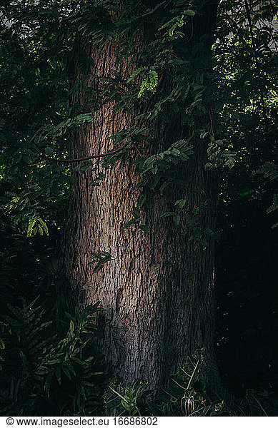 Giant tree trunk with rough green leaves in vertical background