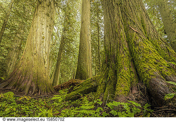 Giant Trees in Old Growth Forest  Nelson  British Columbia