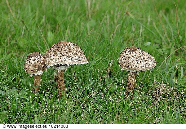 Giant umbrella mushroom or parasol mushroom (Macrolepiota procera)  group of young mushrooms in a cattle pasture  edible mushroom  Wilden  North Rhine-Westphalia  Germany  Europe