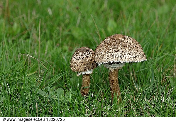 Giant umbrella mushroom or parasol mushroom (Macrolepiota procera)  two young mushrooms with cap still closed and half open  edible mushroom  Wilden  North Rhine-Westphalia  Germany  Europe