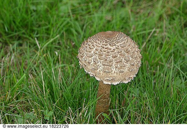 Giant umbrella mushroom or parasol mushroom (Macrolepiota procera)  young mushroom with cap still half open  edible mushroom  Wilden  North Rhine-Westphalia  Germany  Europe