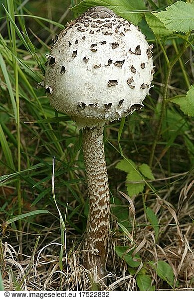 Giant umbrella mushroom  parasol mushroom (Macrolepiota procera)  Giant umbrella mushroom  young mushroom in drumstick stage  Hesse  Germany  Europe