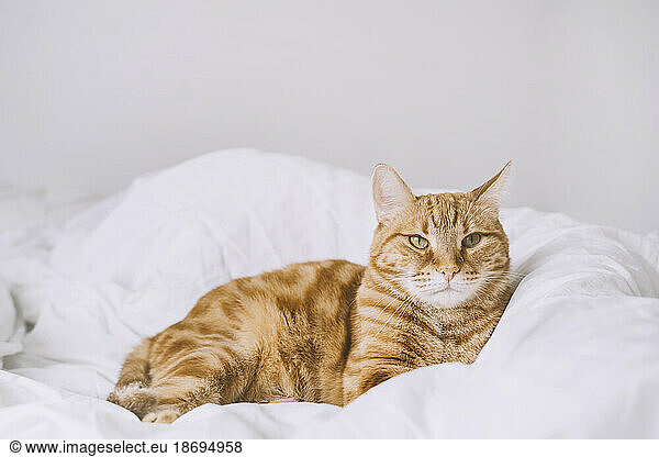 Ginger cat lying on bed at home
