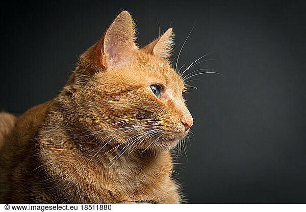Ginger cat with focus on eyes on black background