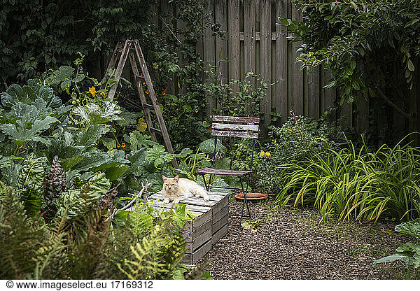 Ginger domestic cat lying on box in vegetable garden
