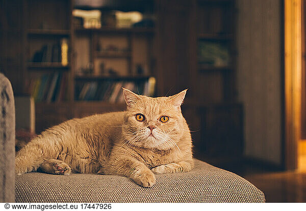 Ginger shorthair Persian exotic cat lying on sofa against bookcase