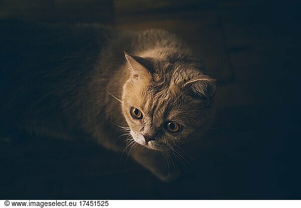 Ginger shorthair Persian exotic cat with orange eyes in darkness