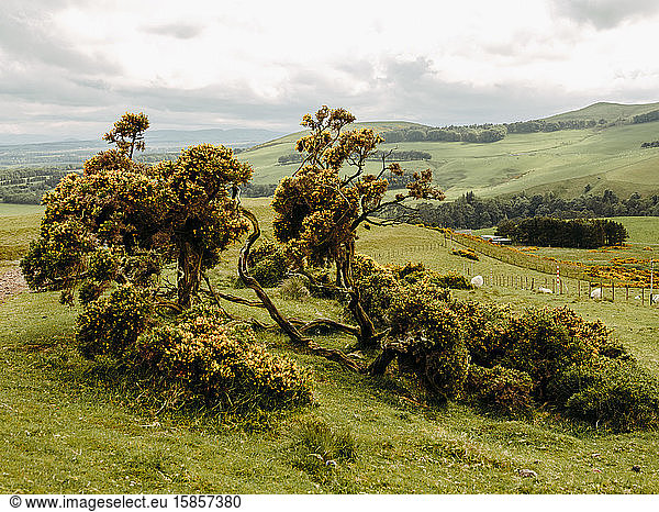 Ginsterstrauch in schottischer Landschaft
