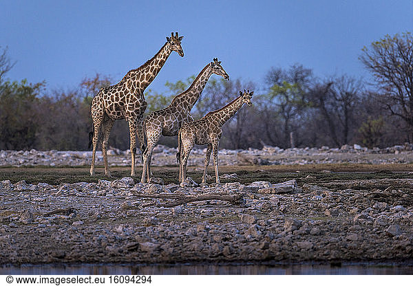 Giraffe (Giraffa camelopardalis) at the waterhole,  Namibia,  Etosha national park