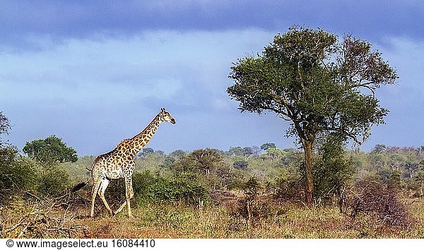 Giraffe (Giraffa camelopardalis) in Kruger National park,  South Africa