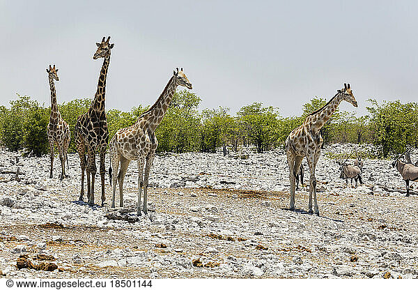 Giraffe and Oryx at Etosha National Park  Namibia  Africa