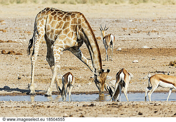 Giraffe and Steenbok drinking water at Etosha National Park  Namibia  Africa