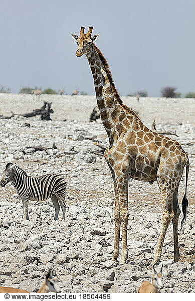 Giraffe and Zebra at Etosha National Park  Namibia  Africa