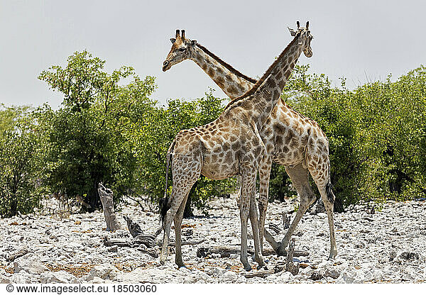 Giraffe at Etosha National Park  Namibia  Africa