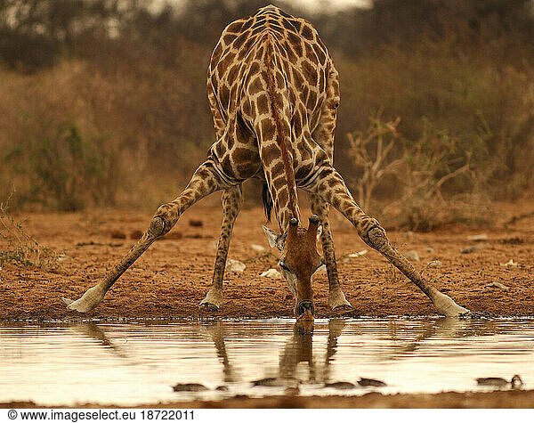 Giraffe at Water hole  Fisher's Pan  Namutoni  Etosha National Park  Kunene Region  Namibia.