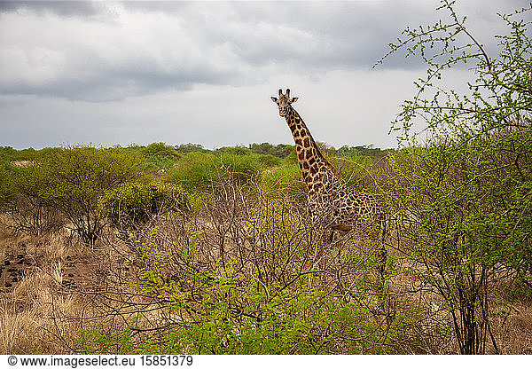 Giraffe beobachtet Sie hinter dem Busch