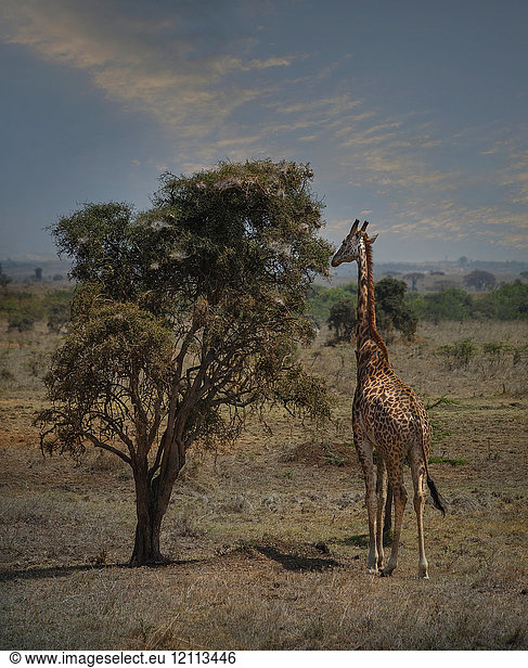 Giraffe frisst Blätter am Baum,  Nairobi-Nationalpark,  Nairobi,  Kenia,  Afrika