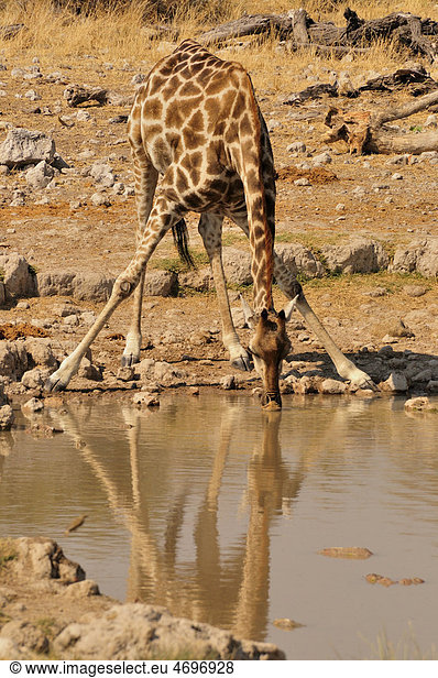 Giraffe (Giraffa camelopardalis) am Wasserloch von Klein-Okevi  Etosha-Nationalpark  Namibia  Afrika