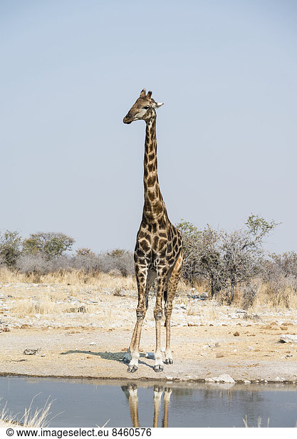 Giraffe (Giraffa camelopardalis) an der Wasserstelle Kalkheuwel  Etosha-Nationalpark  Namibia