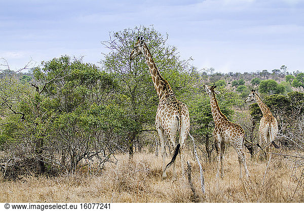 Giraffe (Giraffa camelopardalis) and young eating foliage  Kruger National park  South Africa