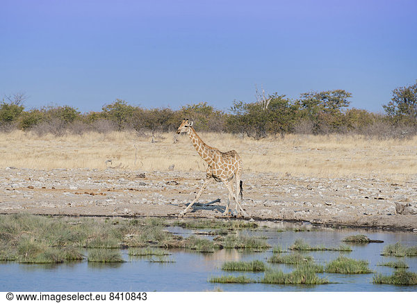 Giraffe (Giraffa camelopardalis) beim Trinken an einer Wasserstelle  Etosha-Nationalpark  Namibia