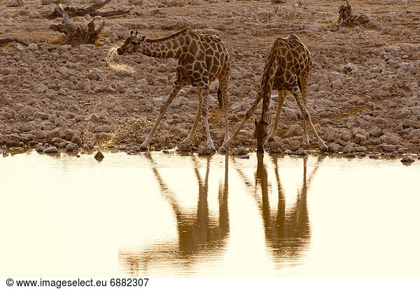 Giraffe (Giraffa camelopardalis) beim Trinken  Etosha Nationalpark  Namibia  Afrika