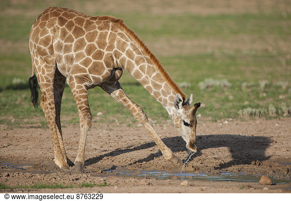 Giraffe (Giraffa camelopardalis) beim Trinken  Kgalagadi-Transfrontier-Nationalpark  Nordkap  Südafrika