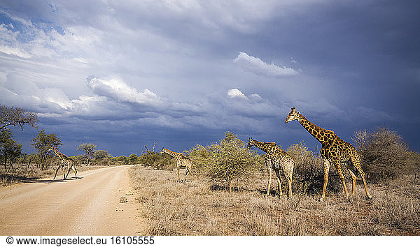 Giraffe (Giraffa camelopardalis) crossing a track  Kruger National Park  South Africa