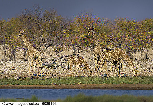 Giraffe (Giraffa camelopardalis) drinking  Namibia  Etosha national park
