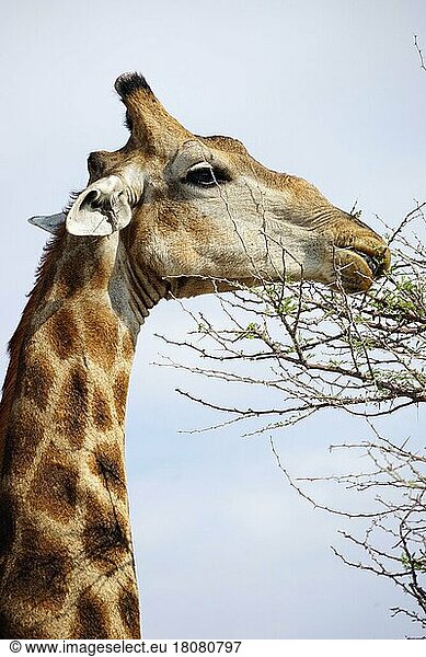 Giraffe (Giraffa camelopardalis) Etosha National Park  Republic of Namibia