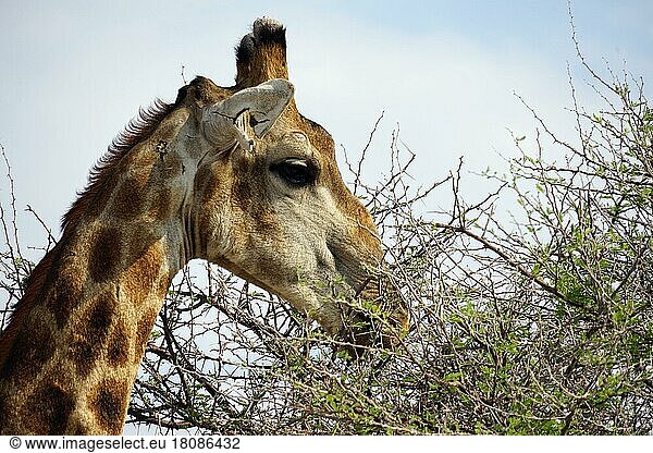 Giraffe (Giraffa camelopardalis) Etosha National Park  Republic of Namibia