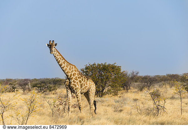 Giraffe (Giraffa camelopardalis)  Etosha Nationalpark  Namibia