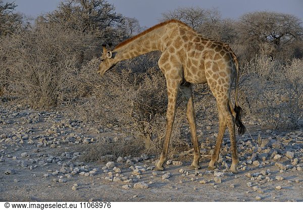 Giraffe (Giraffa camelopardalis)  Etosha-Nationalpark  Namibia  Afrika