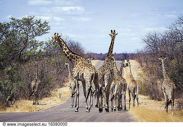 Giraffe (Giraffa camelopardalis) group on a road  Kruger National park  South Africa