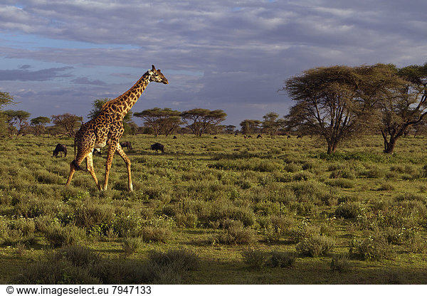 Giraffe (Giraffa camelopardalis) in der Savannenlandschaft im Abendlicht