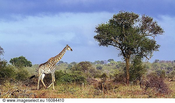 Giraffe (Giraffa camelopardalis) in Kruger National park South Africa